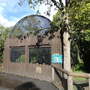 Spectacled owl aviary