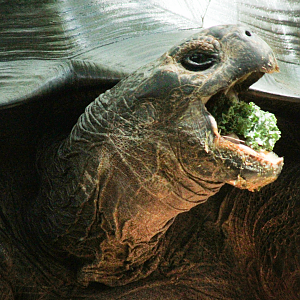 May. 2021 - Critter Encounters - Galapagos Tortoise