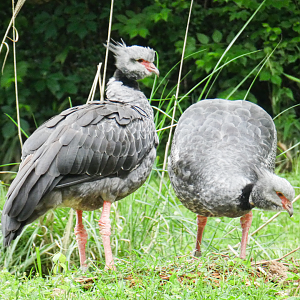May. 2021 - Bamboo Trail - Crested Screamers