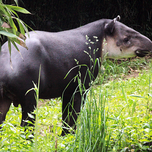 May. 2021 - Bamboo Trail - Baird's Tapir