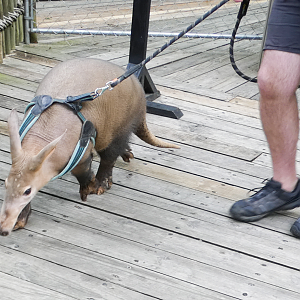 May. 2021 - Walking Winsol the Aardvark