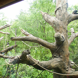 May. 2021 - Bamboo Trail - Mexican Spider Monkey Exhibit