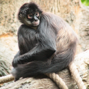 May. 2021 - Bamboo Trail - Mexican Spider Monkey
