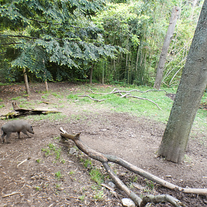 May. 2021 - Bamboo Trail - Babirusa Exhibit (New Species)