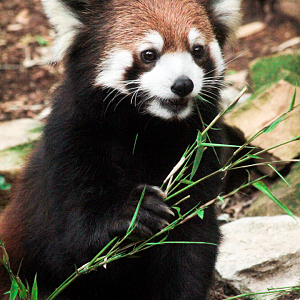 May. 2021 - Bamboo Trail - Red Panda