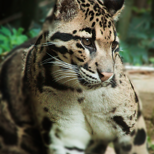 May. 2021 - Bamboo Trail - Clouded Leopard
