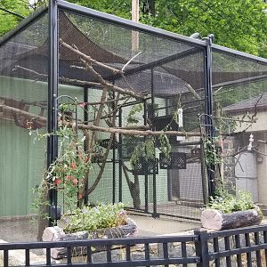 Brandywine Zoo - Golden lion tamarin