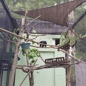 Brandywine Zoo - White-faced saki