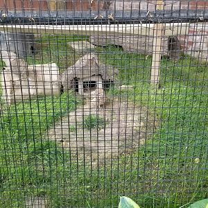 Brandywine Zoo - Burrowing owl