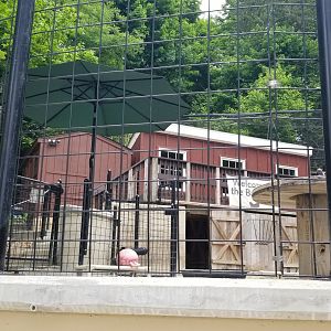 Brandywine Zoo - Goats & chickens