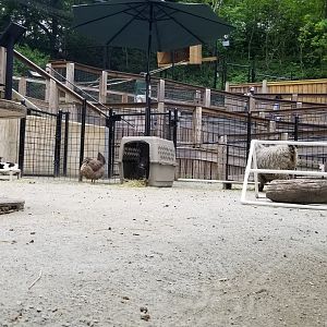 Brandywine Zoo - Goats & chickens