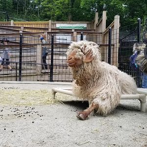 Brandywine Zoo - Goat