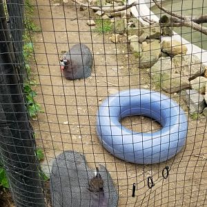 Brandywine Zoo - Helmeted guineafowl