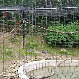 Brandywine Zoo - Helmeted guineafowl, scarlet ibis