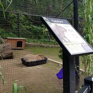 Brandywine Zoo - Capybara