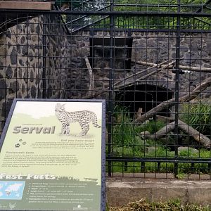 Brandywine Zoo - Serval