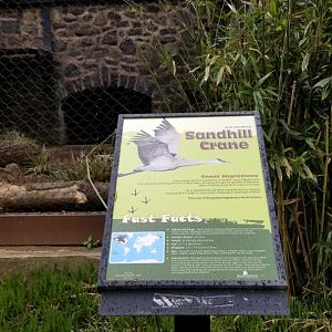 Brandywine Zoo - Sandhill cranes, formerly swift fox