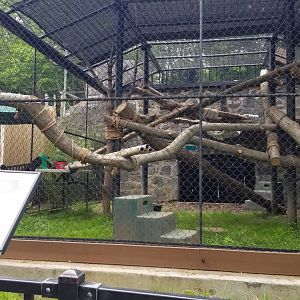 Brandywine Zoo - Red pandas