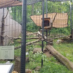 Brandywine Zoo - North american porcupine