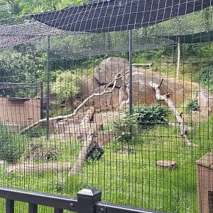 Brandywine Zoo - Bobcat