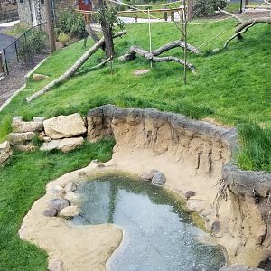 Brandywine Zoo - Lemurs from glass window