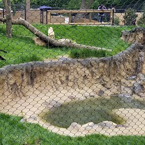 Brandywine Zoo - Black & white ruffed, ringtailed lemurs visible
