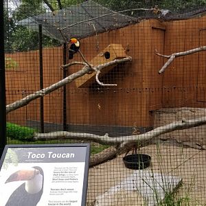 Brandywine Zoo - Pudu, toucan exhibit