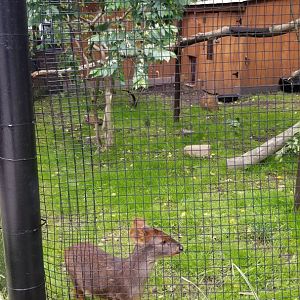 Brandywine Zoo - Pudu, toucan exhibit