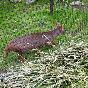Brandywine Zoo - Pudu, toucan exhibit
