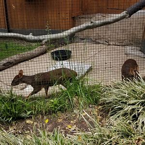 Brandywine Zoo - Pudu, mother and daughter