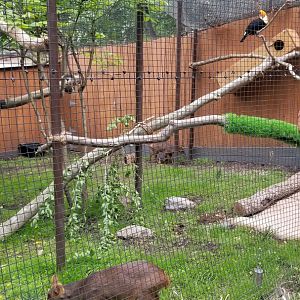 Brandywine Zoo - Pudu, mother and daughter