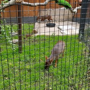Brandywine Zoo - Pudu, mother and daughter, and toco toucan