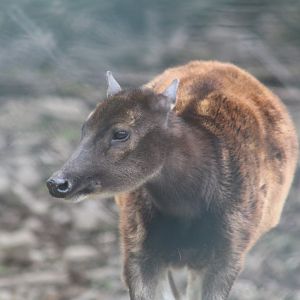 Visayan deer