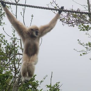 Lar gibbon