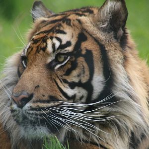 Sumatran tiger