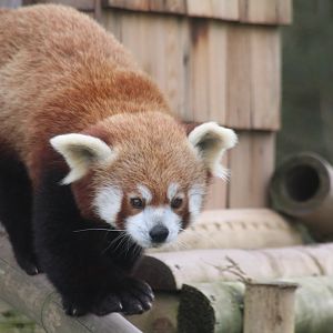 Red panda
