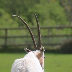 Scimitar horned oryx