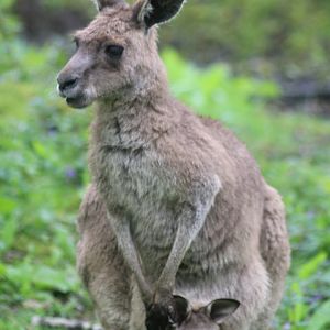 Eastern grey kangaroo