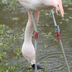 Chilean flamingo