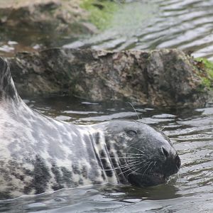 Grey seal