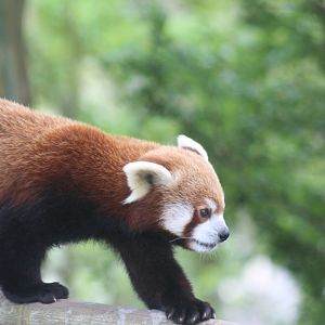 Red panda