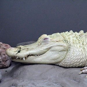 American Alligator