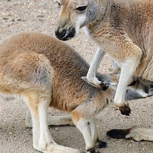 Red Kangaroo