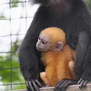 Javan Langur