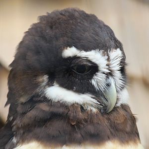 Spectacled Owl