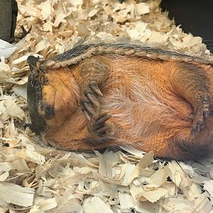 Screaming Hairy Armadillo