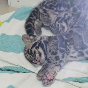 Clouded Leopard cubs