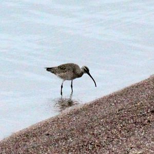 Whimbrel