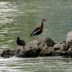 Black-bellied Whistling-Duck