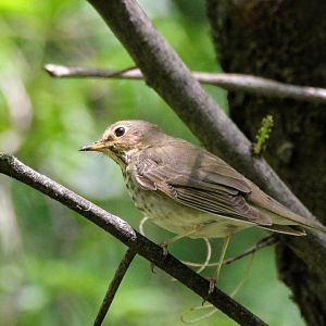 Swainson's Thrush